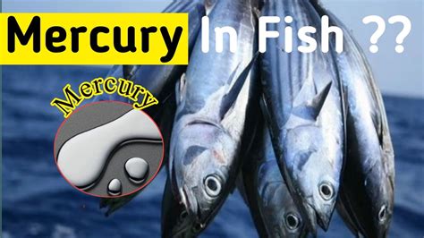 are sprats high in mercury